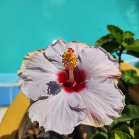 Mandala Dreams Pousada E Portal Holistico Maceio  Bagian luar foto