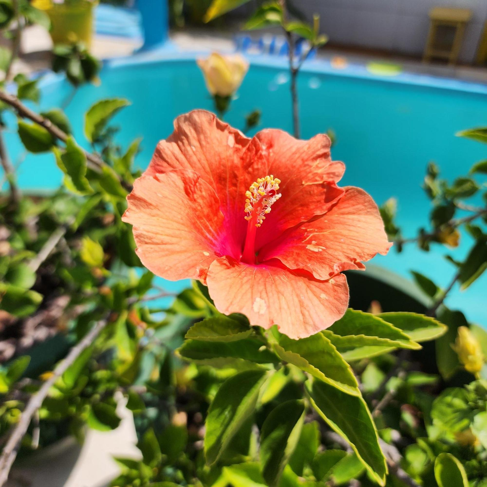 Mandala Dreams Pousada E Portal Holistico Maceio  Bagian luar foto